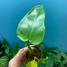 Load image into Gallery viewer, Philodendron Bipennifolium &#39;Golden Violin’ A
