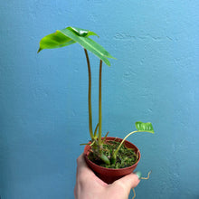 Load image into Gallery viewer, Home Grown Houseplant Wonky Bargain Bundle (7 Plants) - Philodendron, Syngonium &amp; ZZ Plant
