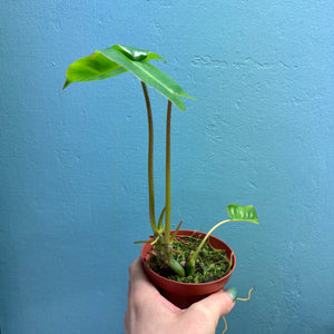 Home Grown Houseplant Wonky Bargain Bundle (7 Plants) - Philodendron, Syngonium & ZZ Plant