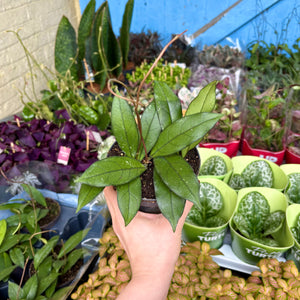 Hoya Crassipetiolata