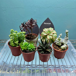 Slightly Wonky Succulent Bundle