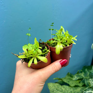 Pinguicula Propagation Pot