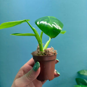 Philodendron Pittieri Propagation Pot