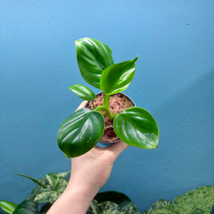 Philodendron Pittieri