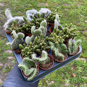 Opuntia Cylindrica Cristata 'Brain Cactus'