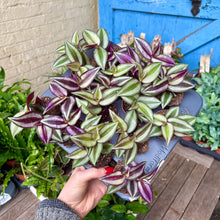 Load image into Gallery viewer, Tradescantia Zebrina &#39;Silver Inch Plant&#39;
