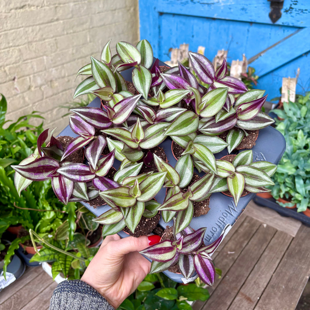 Tradescantia Zebrina 'Silver Inch Plant'