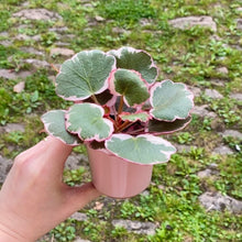 Load image into Gallery viewer, Ceramic Plant Pot For Baby Plants (Blue &amp; Pink)
