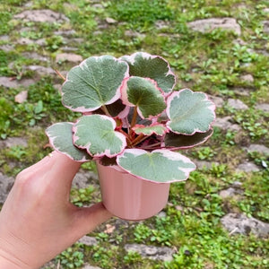 Ceramic Plant Pot For Baby Plants (Blue & Pink)