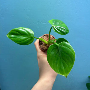 Philodendron Pittieri Propagation Pot