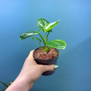 Philodendron Pittieri