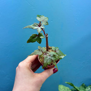 Begonia Dregei Propagation Pot (Caudex Begonia)