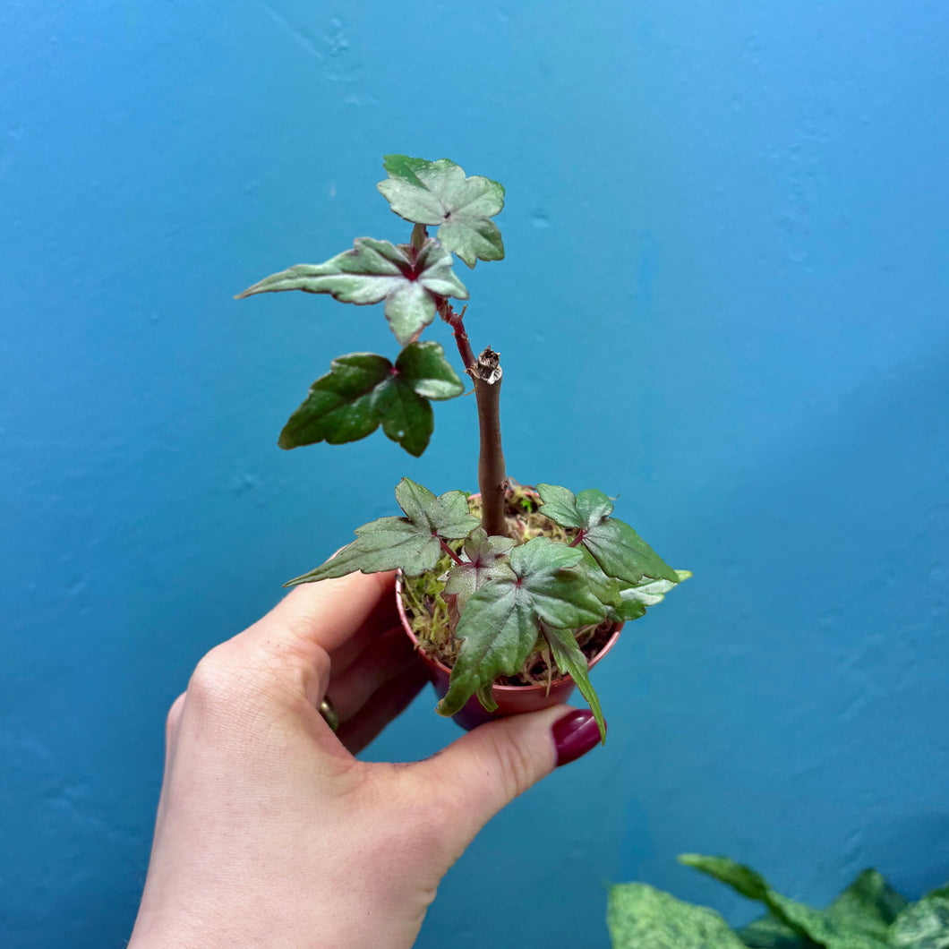 Begonia Dregei Propagation Pot (Caudex Begonia)