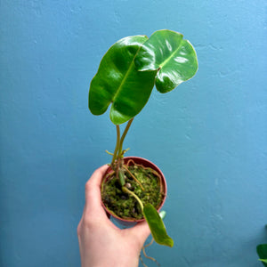 Home Grown Houseplant Wonky Bargain Bundle (7 Plants) - Philodendron, Syngonium & ZZ Plant