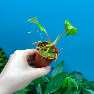 Philodendron 'Burle Marx' Rooted Cutting Pot A