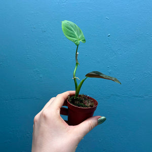 Home Grown Houseplant Wonky Bargain Bundle (9 Plants) Philodendron, Epiphyllum, Hoya & Begonia