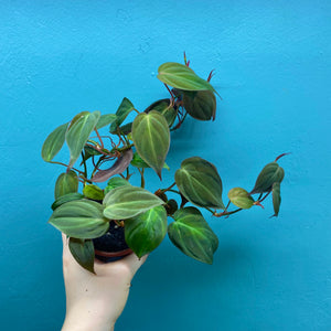 Philodendron Scandens Micans Propagation Pot