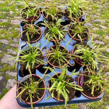 Load image into Gallery viewer, Drosera Capensis &#39;Cape Sundew&#39; (Carnivorous Plant)
