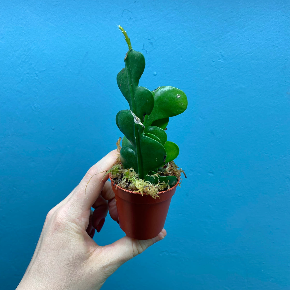 Baby Epiphyllum Anguliger ‘Fishbone Cactus’ Propagations – Moose Plant Shop