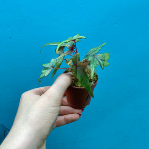 Begonia Dregei Propagation Pot (Caudex Begonia) A