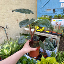 Load image into Gallery viewer, Alocasia Sarawakensis ‘Yucatan Princess’
