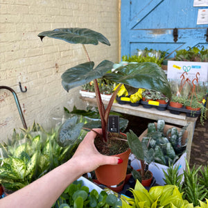 Alocasia Sarawakensis ‘Yucatan Princess’