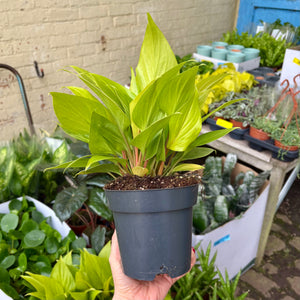 Homalomena Rubescens ‘Golden'