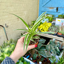 Load image into Gallery viewer, Baby Chlorophytum &#39;Ocean&#39; (Spider Plant)
