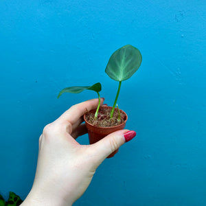 Philodendron Camposportoanum Propagation Pot B