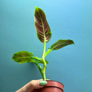 Home Grown Houseplant Wonky Bargain Bundle (7 Plants) - Philodendron, Syngonium & ZZ Plant