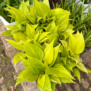 Homalomena Rubescens ‘Golden'