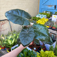 Load image into Gallery viewer, Alocasia Sarawakensis ‘Yucatan Princess’
