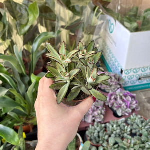 Kalanchoe Tomentosa 'Teddy Bear'