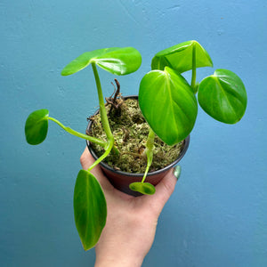 Home Grown Houseplant Wonky Bargain Bundle (7 Plants) - Philodendron, Syngonium & ZZ Plant