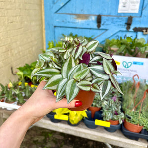 Tradescantia Zebrina 'Silver Inch Plant'