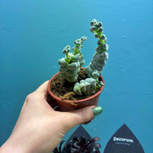 Load image into Gallery viewer, Slightly Wonky Succulent Bundle
