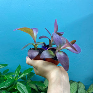 Tradescantia Purple Heart 'Silver Inch Plant'