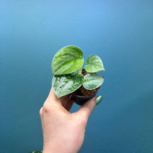 Scindapsus 'Silvery Ann' Baby Plant