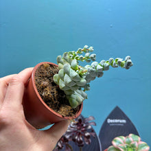 Load image into Gallery viewer, Slightly Wonky Succulent Bundle
