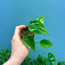 Load image into Gallery viewer, Philodendron Scandens Propagation Pot
