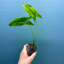 Load image into Gallery viewer, Home Grown Houseplant Wonky Bargain Bundle (9 Plants) Philodendron, Epiphyllum, Hoya &amp; Begonia
