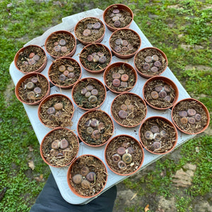 Baby Lithops 'Living Stones'