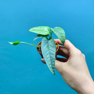 Epipremnum Pinnatum 'Cebu Blue' Rooted Cutting Pot