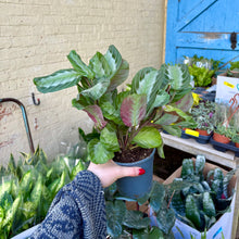 Load image into Gallery viewer, Maranta &#39;Silver Band&#39; (Prayer Plant)
