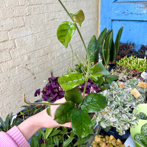 Hoya Villosa