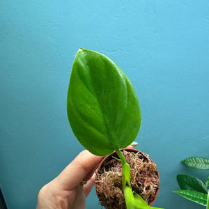 Philodendron Pittieri Propagation Pot