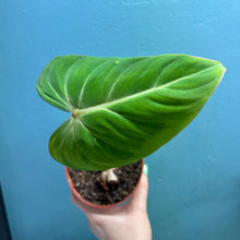 Load image into Gallery viewer, Home Grown Houseplant Wonky Bargain Bundle (7 Plants) - Philodendron, Syngonium &amp; ZZ Plant
