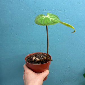 Home Grown Houseplant Wonky Bargain Bundle (7 Plants) - Philodendron, Syngonium & ZZ Plant