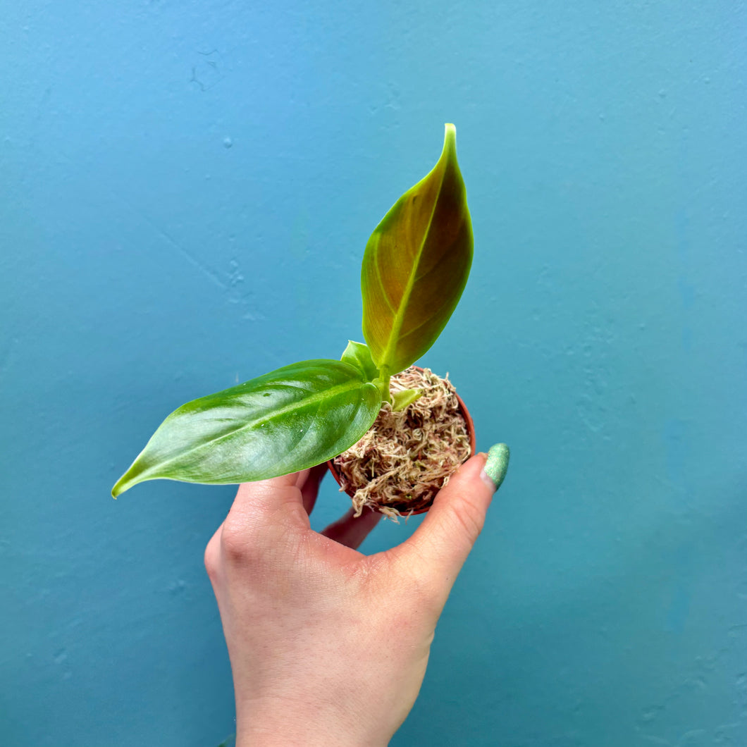 Philodendron Subhastatum Small Plant