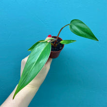 Load image into Gallery viewer, Baby Philodendron Erubescens &#39;Red Emerald&#39; D
